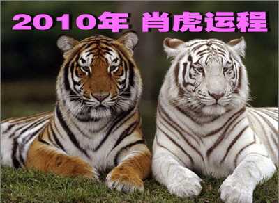 2016年 肖虎运程