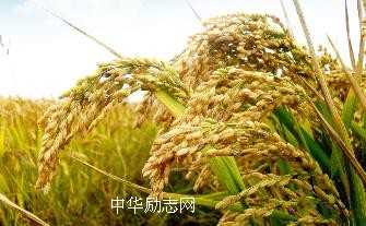 人生励志课：学会低头才能出头