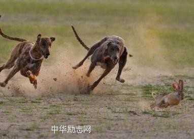 [励志文章]猎狗的故事