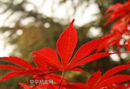 年龄再大也要充满梦想