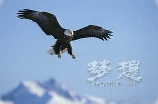 励志寓言：要学老鹰，别当鸭子！