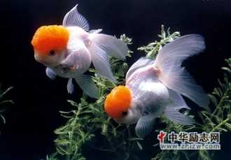 感恩成全之心