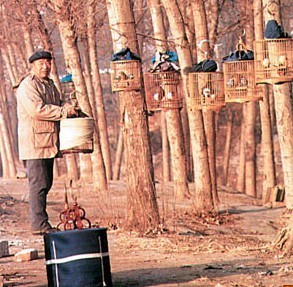 家庭养鸟可促进身体健康