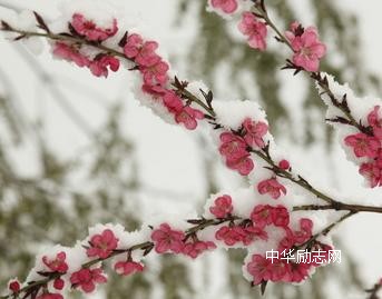 瑞雪兆丰年，喜迎2015年第一场雪